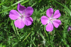 Geranium sanguineum (1) (1200 x 799)3